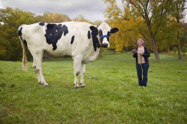 Молочні породи корів: найпопулярніші види