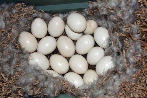 Яйця индоутки користь та шкода: коли несуться индоутки