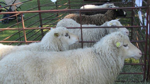 Стрижка овець: як правильно стригти і яким інструментом