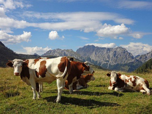Скільки років живе корова в середньому в домашніх умовах