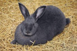 Яке сіно краще підходить для харчування кроликів?