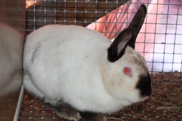 Каліфорнійський кролик: опис з фото, гідності