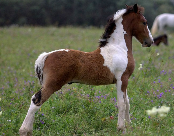 Порода коней російський ваговоз: фото, опис, вдачу