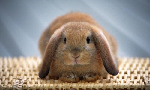 Потрібно знати, чим годувати декоративного кролика в домашніх умовах
