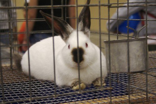 Кокцидіоз у кроликів: симптоми, лікування, профілактика