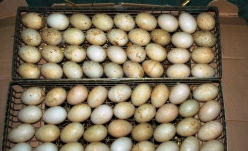 Інкубація качиних яєць: режим інкубації, таблиця
