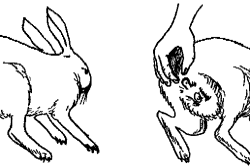 Як правильно визначити стать кролика?