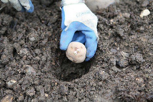 Як правильно садити картоплю під лопату