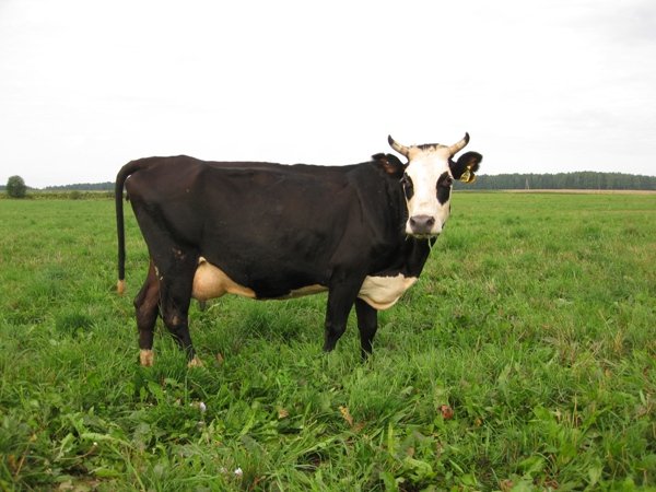 Основи розведення корів у домашніх умовах