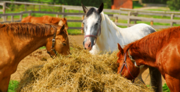 Вибір корму для коней і підбір раціону харчування
