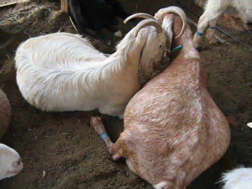 Вагітність кози: як визначити, час, ознаки