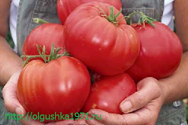 Урожайні сорти томатів для теплиць, Кращі томати для теплиці.