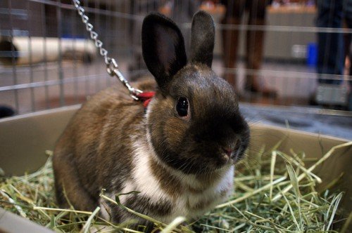 Як визначити стать кролика: первинні, вторинні ознаки