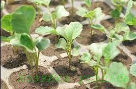 Капуста брокколі   вирощування розсадним і безрозсадним способами.