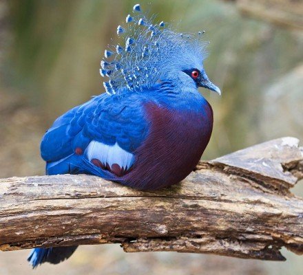 Вінценосний голуб: огляд породи, факти