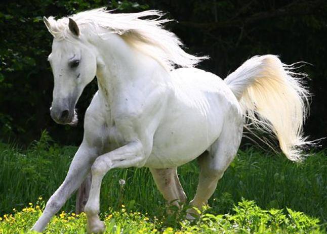 Переваги та особливості терської породи коней