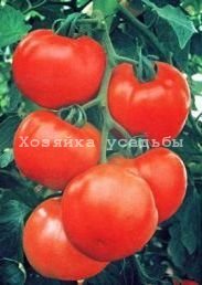 Популярні сорти томатів для відкритого грунту.