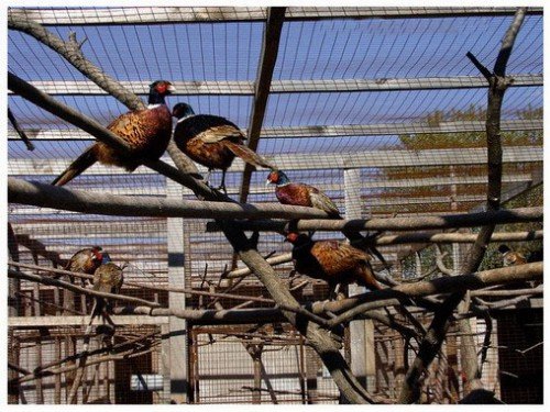 Зробити вольєрів для фазанів своїми руками: креслення