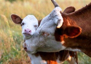 Хвороби корів після отелення: симптоми і лікування