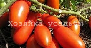Популярні сорти томатів для відкритого грунту.