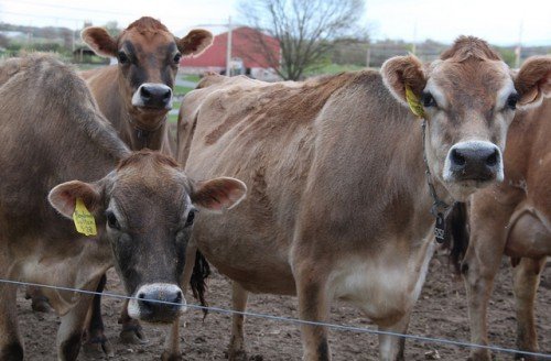Розведення мясних і молочних корів як бізнес
