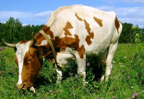 Хвороби корів та їх симптоми, а також способи лікування