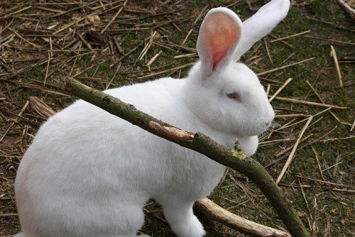 Порода кролів Білий Велетень: опис, зміст