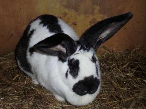 Кокцидіоз у кроликів: симптоми, лікування, профілактика