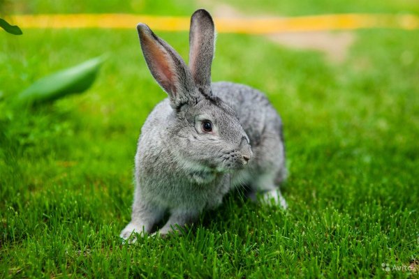 Кролик шиншила: опис і особливості породи