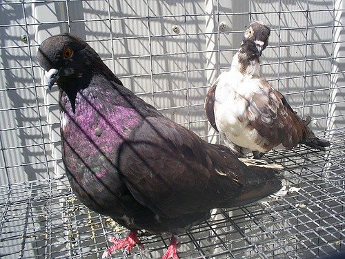 Зміст голубів в домашніх умовах: догляд, правила