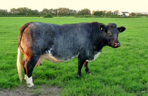 Бельгійська блакитна порода корів і биків: фото, огляд