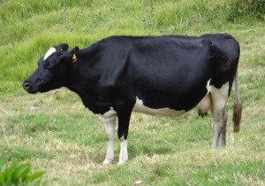 Голштинська порода корів   опис і продуктивність