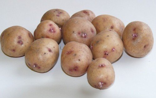 Картопля Аврора: опис сорту, характеристика