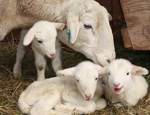 Эдильбаевская порода овець і баранів: фото, огляд, характеристика