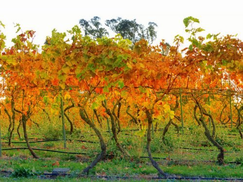 Залізний купорос для винограду восени: як і коли оброблятиме