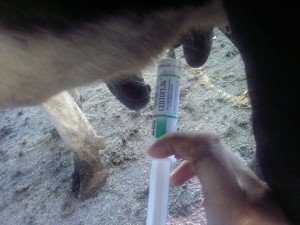 Симптоми та методи лікування катарального маститу у корів