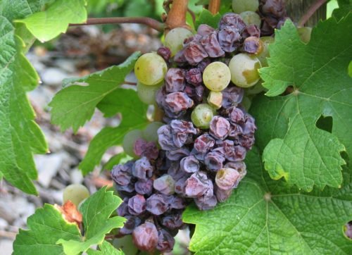 Коричневі листя на винограді: причини, ніж лікувати