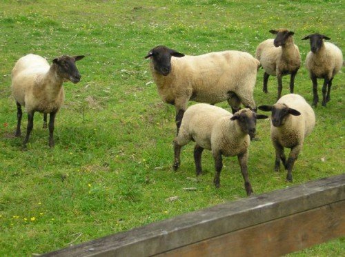 Вівчарство, як бізнес: поради починаючому фермеру