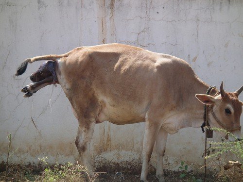 Поріз у корови після отелення: лікування хвороби, симптоми