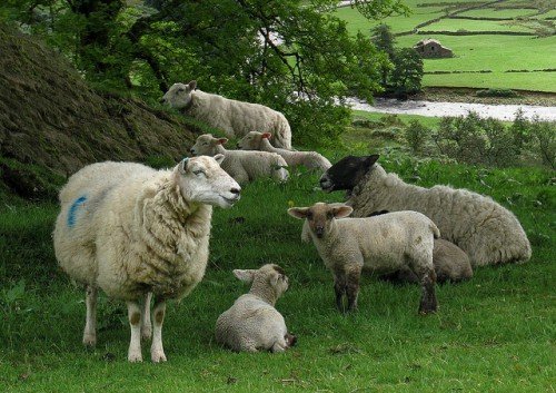 Годівля овець в домашніх умовах: норми, що їдять влітку і взимку
