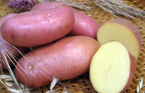 Картопля Ред Скарлетт: характеристика сорту