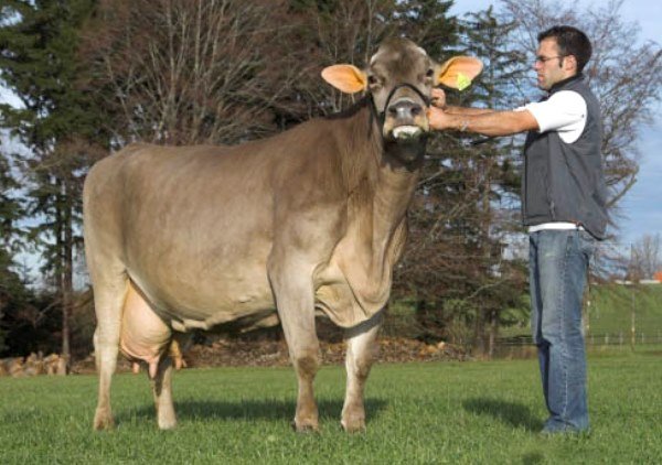 Опис бурої Швіцької породи корів з фото і відео
