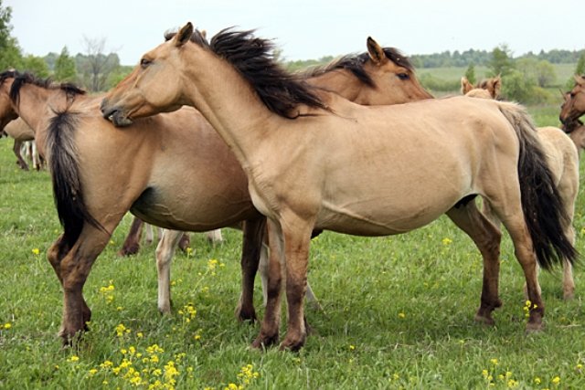 Опис з фото башкирської породи коней