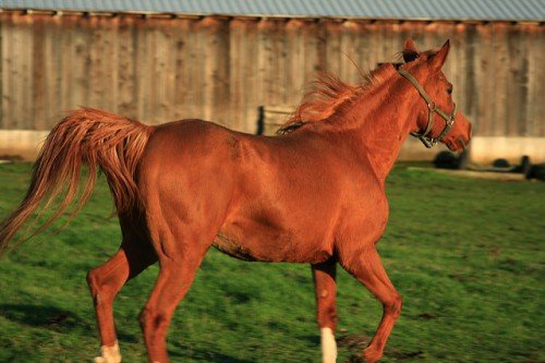 Швидкість коня в км/год: середня, максимальна