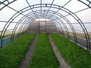 Теплиця «Кремлівська Перлина» — монтаж парника з полікарбонату своїми руками