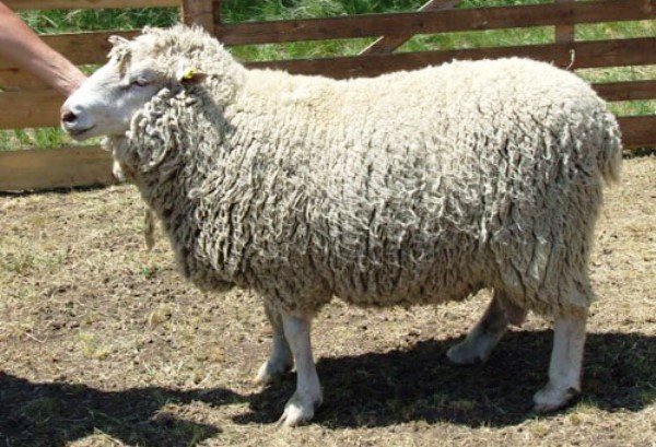 Опис породи овець Прекос, утримання та розведення