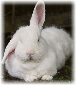 Захворювання кроликів причини і ознаки