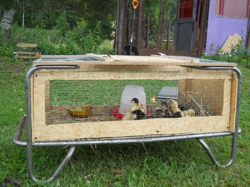Бройлерні качки: породи, вирощування в домашніх умовах