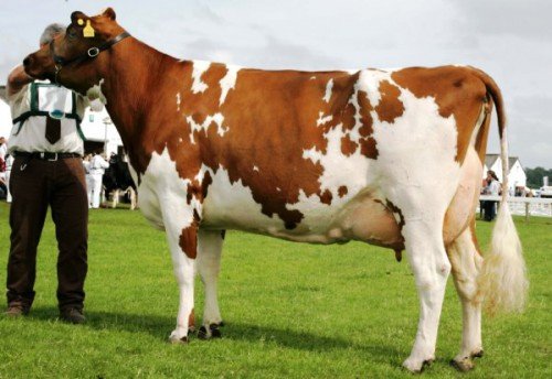 Айрширская порода корів: опис, характеристика, особливості