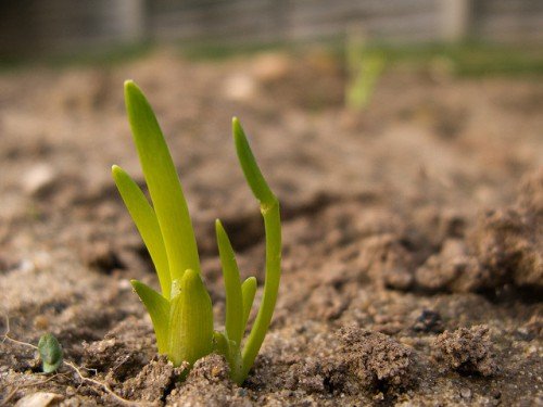 Цибуля шалот: вирощування з насіння, садіння, опис